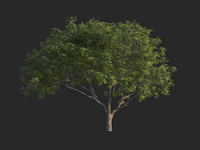 Lush Green Arbor With Dense Foliage And Brown Trunk In Natural Scene 3d model