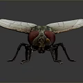 Detailed House Fly With Red Eyes Green Metallic Body And Transparent Wings On Gray Background