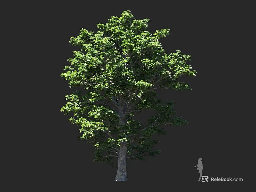 Tall Tree with Lush Green Leaves Thick Trunk and Silhouette Human for Scale 3d model 