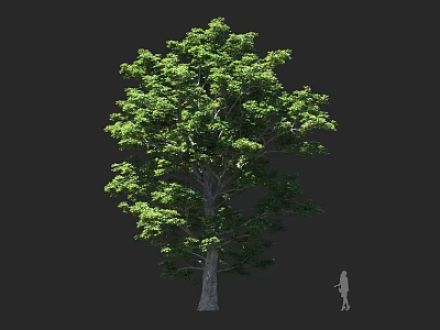 Tall Tree with Lush Green Leaves Thick Trunk and Silhouette Human for Scale 3d model