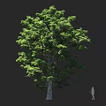 Tall Tree with Lush Green Leaves Thick Trunk and Silhouette Human for Scale