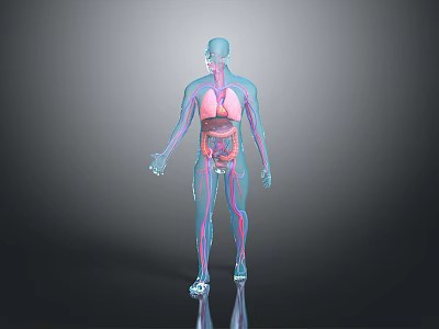 Head Organs Anatomical Structure Display In Transparent Human Body Model 3d model