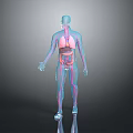 Head Organs Anatomical Structure Display In Transparent Human Body Model 3d model