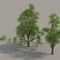 Lush Green Trees With Foliage Brown Trunks And Surrounding Grass 3d model