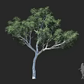 Large Tree With White Trunk Spreading Branches Lush Foliage And Human Silhouette For Size Reference 3d model