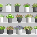 Bonsai Potted Plants Displayed on Multiple Shelves with Various Colored Pots and Colorful Blooms