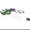 Plants With Green Leaves Purple And Pink Petals Scattered On White Background
