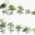 Various Types of Green Leafy Shrubs with Lush Foliage for Garden Decoration