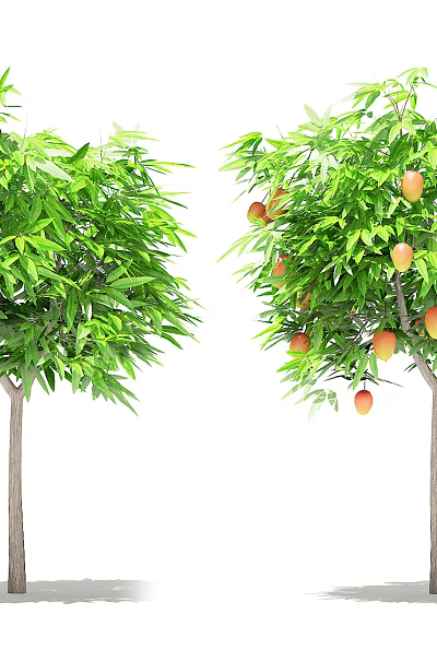 Two Arbor Trees One With Lush Green Foliage And One With Ripe Fruits 3d model