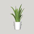 Indoor Decorative Potted Plant With Long Slender Green Leaves In White Pot