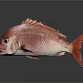 Red Fish With Shiny Scales And Fins On Dark Reflective Background