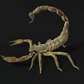 Realistic 3D Scorpion Model With Detailed Exoskeleton And Curved Tail 3d model