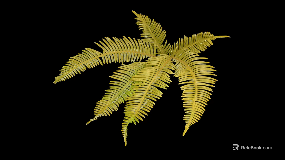 Nutritious Yellow Edible Fern Leaves for Cooking and Healthy Dishes 3d model 