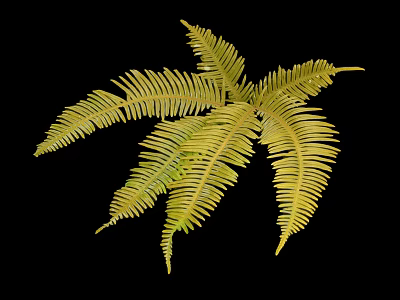 Nutritious Yellow Edible Fern Leaves for Cooking and Healthy Dishes 3d model