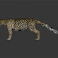 Leopard With Spotted Fur Standing On Dark Surface Showing Open Mouth And Reflection 3d model