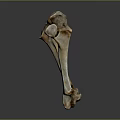 Knee Bone Leg Bone Joint PBR Model Game Model Game Item 3d model