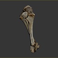 Knee Bone Leg Bone Joint PBR PBR Model Game Model Game Item 3d model