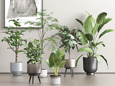 Stylish Indoor Potted Plants With Various Decorative Pots For Home Decor 3d model
