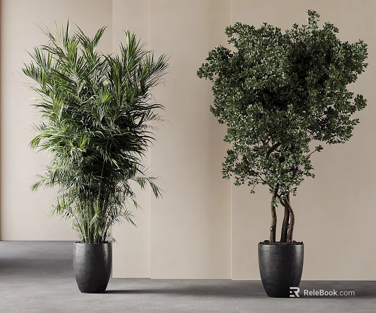 Tall Leafy And Bushy Indoor Potted Plants In Black Pots With Minimalist Background 3d model 