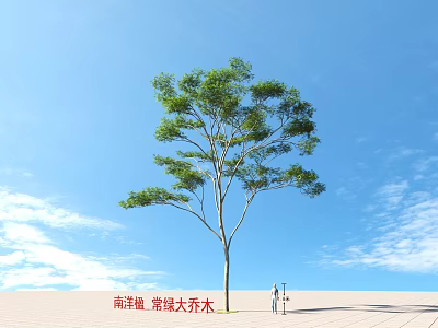 Albizia Falcataria Evergreen Large Tree Under Blue Sky With White Clouds And People Standing Nearby 3d model