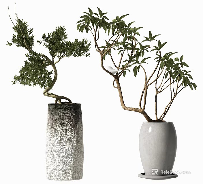 Bonsai Potted Plants In Gradient Gray Textured And White Ceramic Vases 3d model