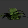 Lush Green Fern Plant With Feathery Fronds On Dark Background