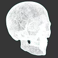Detailed Human Skull 3D Model With Eye Sockets Nasal Cavity And Teeth