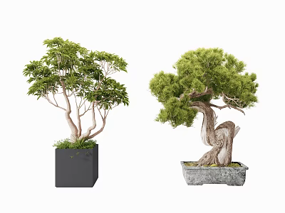 Bonsai Trees with Lush Foliage in Black Square and Stone Decorative Pots 3d model
