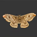 Brown and Yellow Moth with Eye Patterns on Spread Wings and Reflection on Dark Surface 3d model