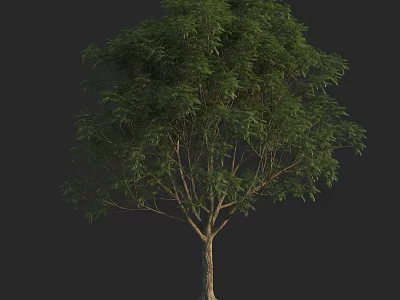 Tall Tree with Lush Green Foliage and Strong Trunk in Natural Growth 3d model