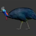 Vibrant Cassowary With Blue Feathers Red Wattles And Distinctive Casque On Gray Background