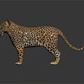Realistic Leopard With Spotted Fur Standing On Dark Reflective Surface 3d model
