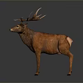 Brown 3D Model Deer With Large Antlers Standing In Realistic Detailed Pose