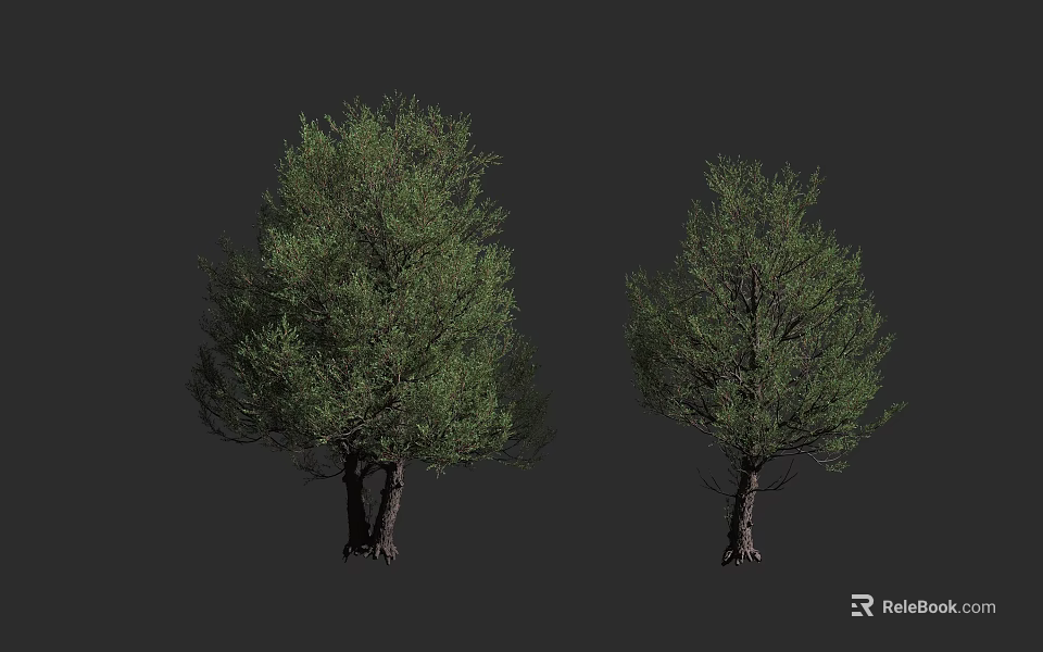 Two Arbor Trees With Lush Green Foliage And Distinct Trunk Features 3d model 