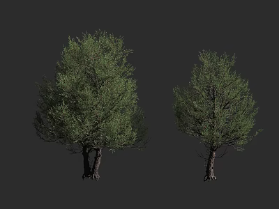 Two Arbor Trees With Lush Green Foliage And Distinct Trunk Features 3d model