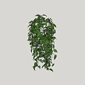 Hanging Vine Plant With Lush Green Leaves For Indoor Decoration