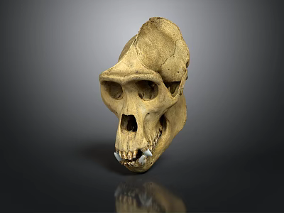 Fossilized Ancient Primate Animal Skull With Detailed Bone Structure And Visible Teeth 3d model