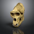 Fossilized Ancient Primate Animal Skull With Detailed Bone Structure And Visible Teeth