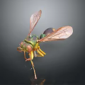 Close Up View of Green and Yellow Wasp with Transparent Wings on Dark Background