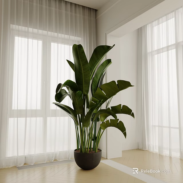 Indoor Large Potted Plant With Broad Green Leaves In Room With White Curtains 3d model 