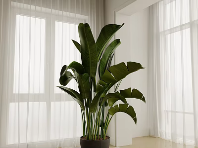 Plant Green Plant Bird of Paradise Tropical Plant Green Plant Decorative Plant Bonsai Green Plant Big Leaf Plant Cream Wind Green Plant Landscape Flower Pot 3d model