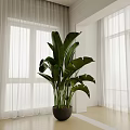 Indoor Large Potted Plant With Broad Green Leaves In Room With White Curtains
