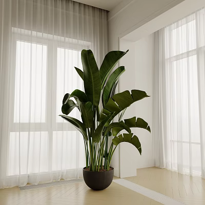Indoor Large Potted Plant With Broad Green Leaves In Room With White Curtains 3d model