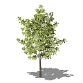 Tree 3d model