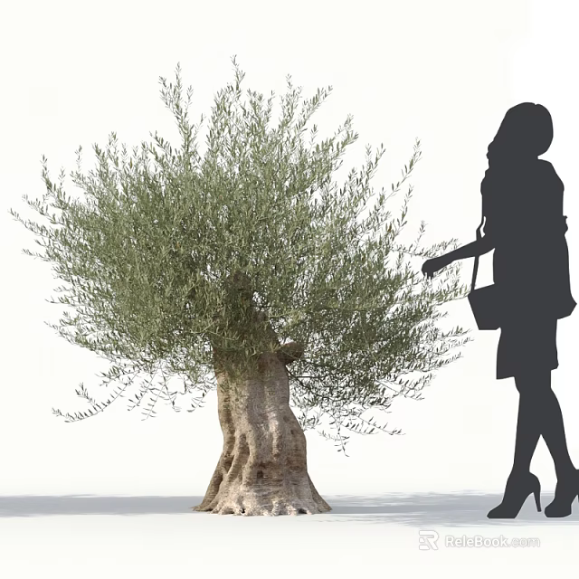 Large Olive Tree With A Woman Silhouette Walking Beside In High Heels And Handbag 3d model 