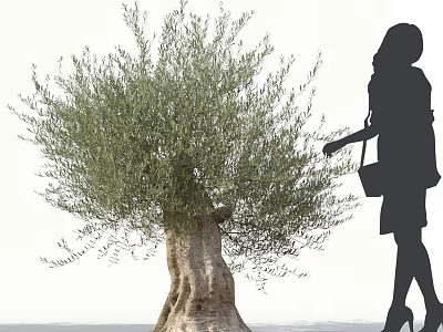 Large Olive Tree With A Woman Silhouette Walking Beside In High Heels And Handbag 3d model