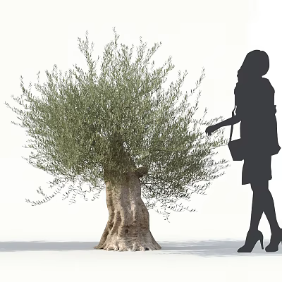 Large Olive Tree With A Woman Silhouette Walking Beside In High Heels And Handbag 3d model