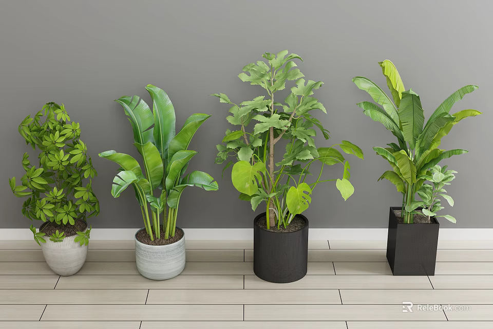 Indoor Bonsai Potted Plants With Various Leaf Types In Stylish Planters Against Gray Wall 3d model 