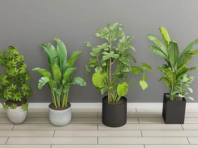 Indoor Bonsai Potted Plants With Various Leaf Types In Stylish Planters Against Gray Wall 3d model