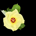 Elegant Vase With Vibrant Yellow Flower And Fresh Green Leaves On Black Background